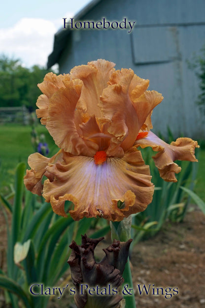 HOMEBODY - 2011  Tall Bearded Iris - Ruffled, Laced and Fragrant