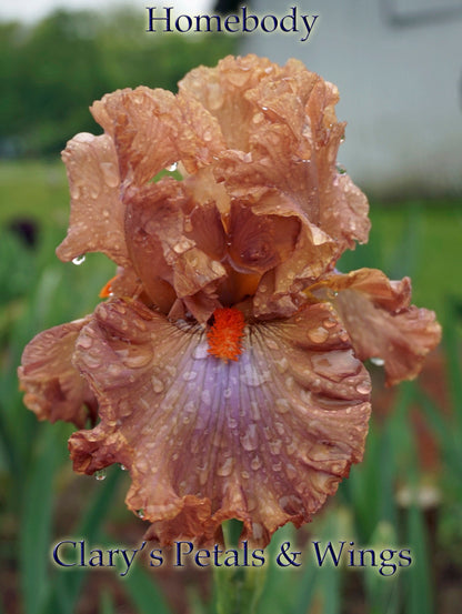 HOMEBODY - 2011  Tall Bearded Iris - Ruffled, Laced and Fragrant