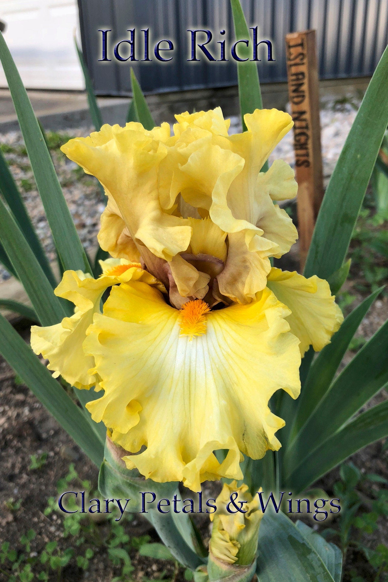 IDLE RICH - 2016 Tall Bearded Iris - Award Winner