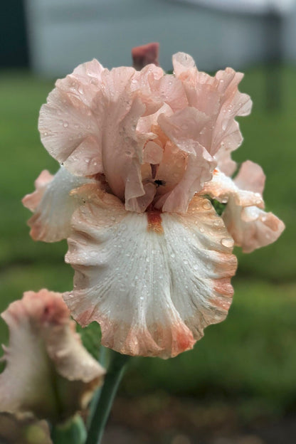 PINK SUGAR - M. Sutton 2017 Tall Bearded Iris