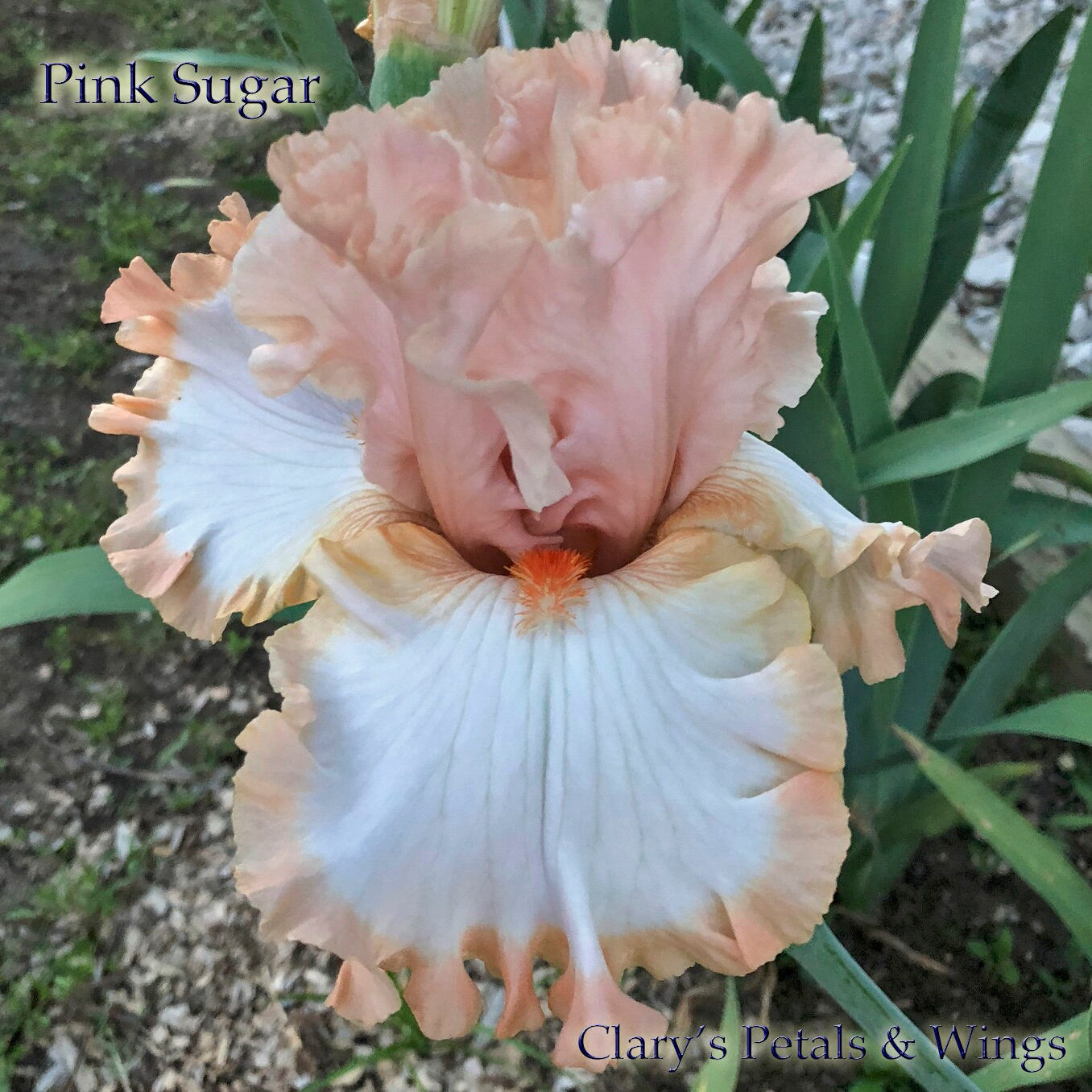 PINK SUGAR - M. Sutton 2017 Tall Bearded Iris