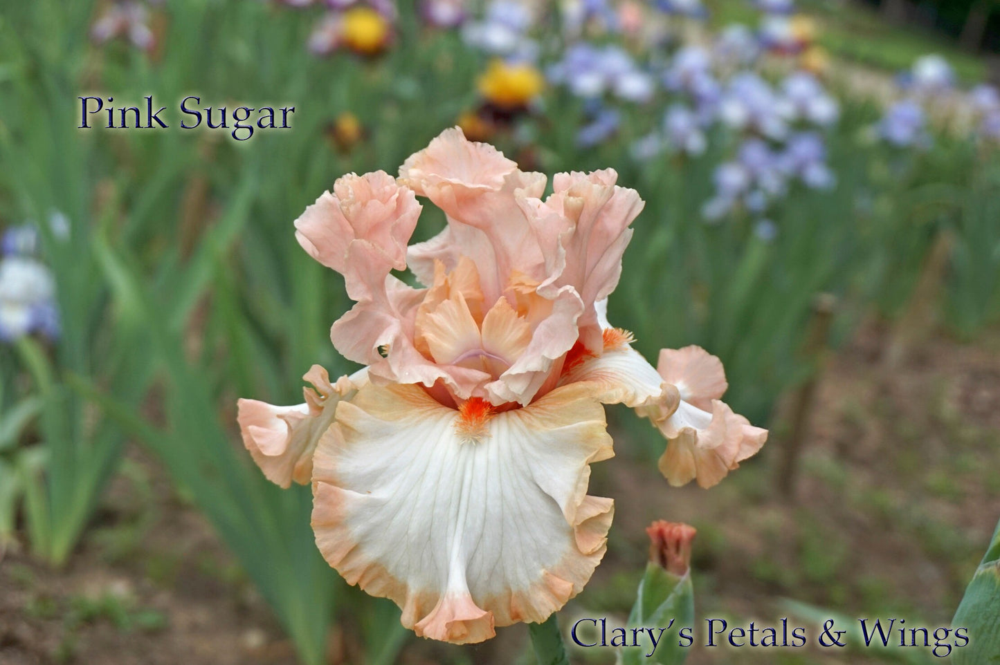 PINK SUGAR - M. Sutton 2017 Tall Bearded Iris