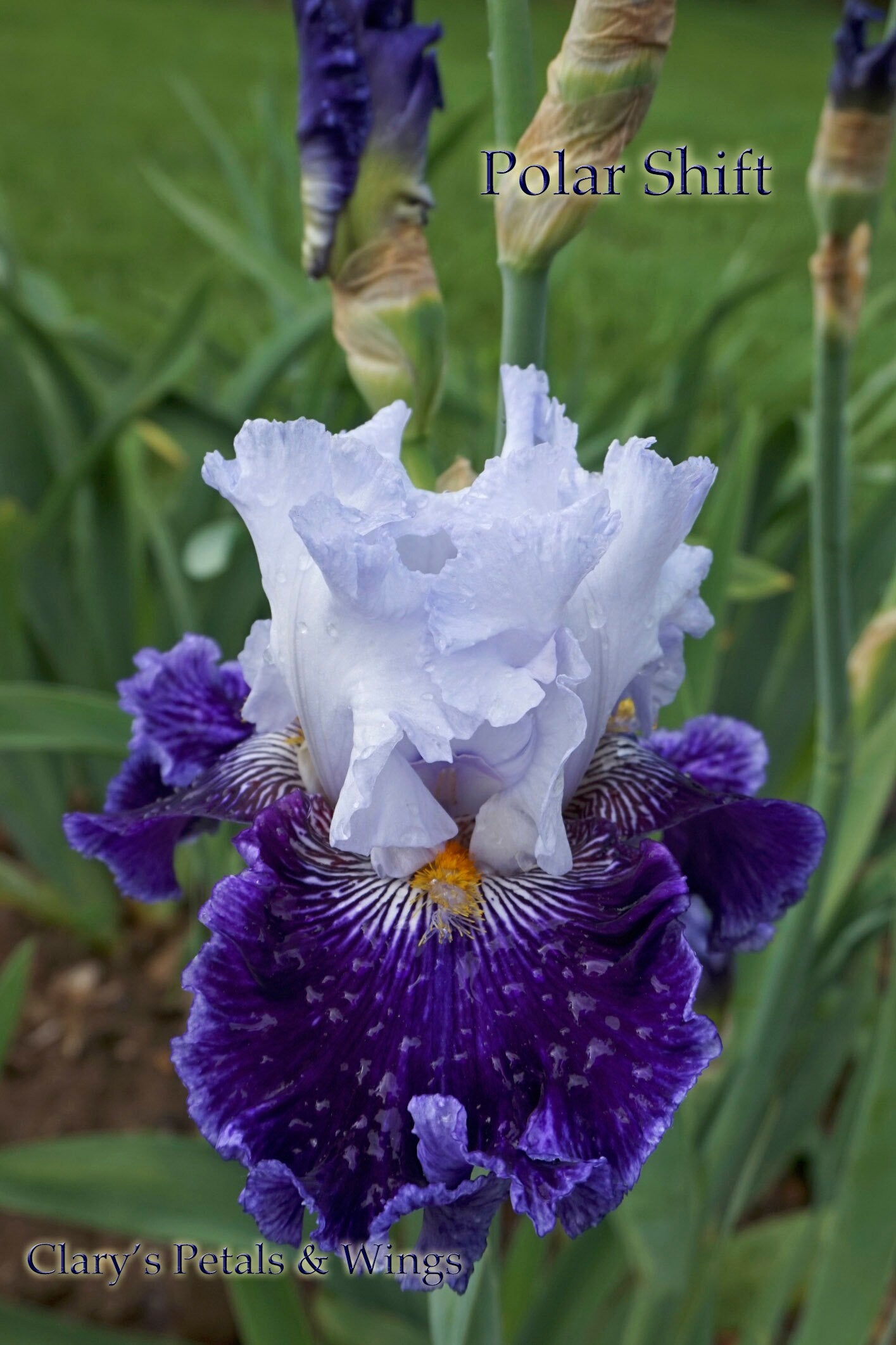 POLAR SHIFT - 2016 Tall Bearded Iris - Extremely impressive, strong growth!