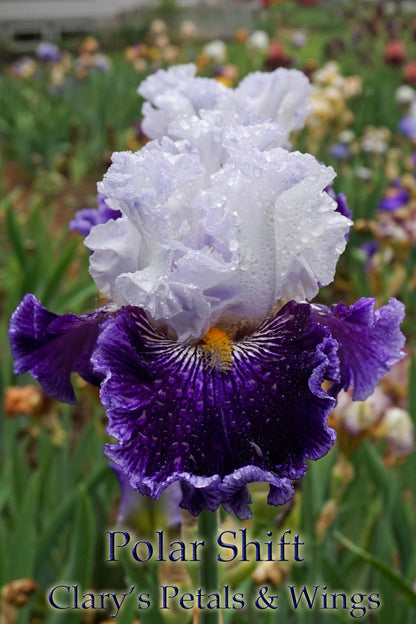 POLAR SHIFT - 2016 Tall Bearded Iris - Extremely impressive, strong growth!