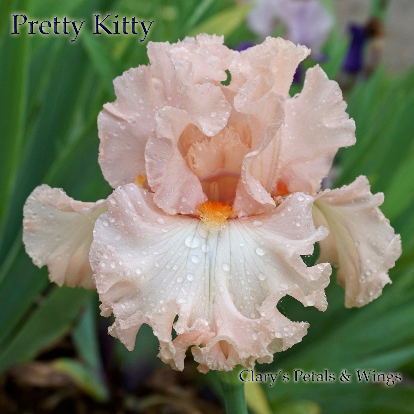 PRETTY KITTY - 2011 Keppel - Tall Bearded Iris - LATE bloom