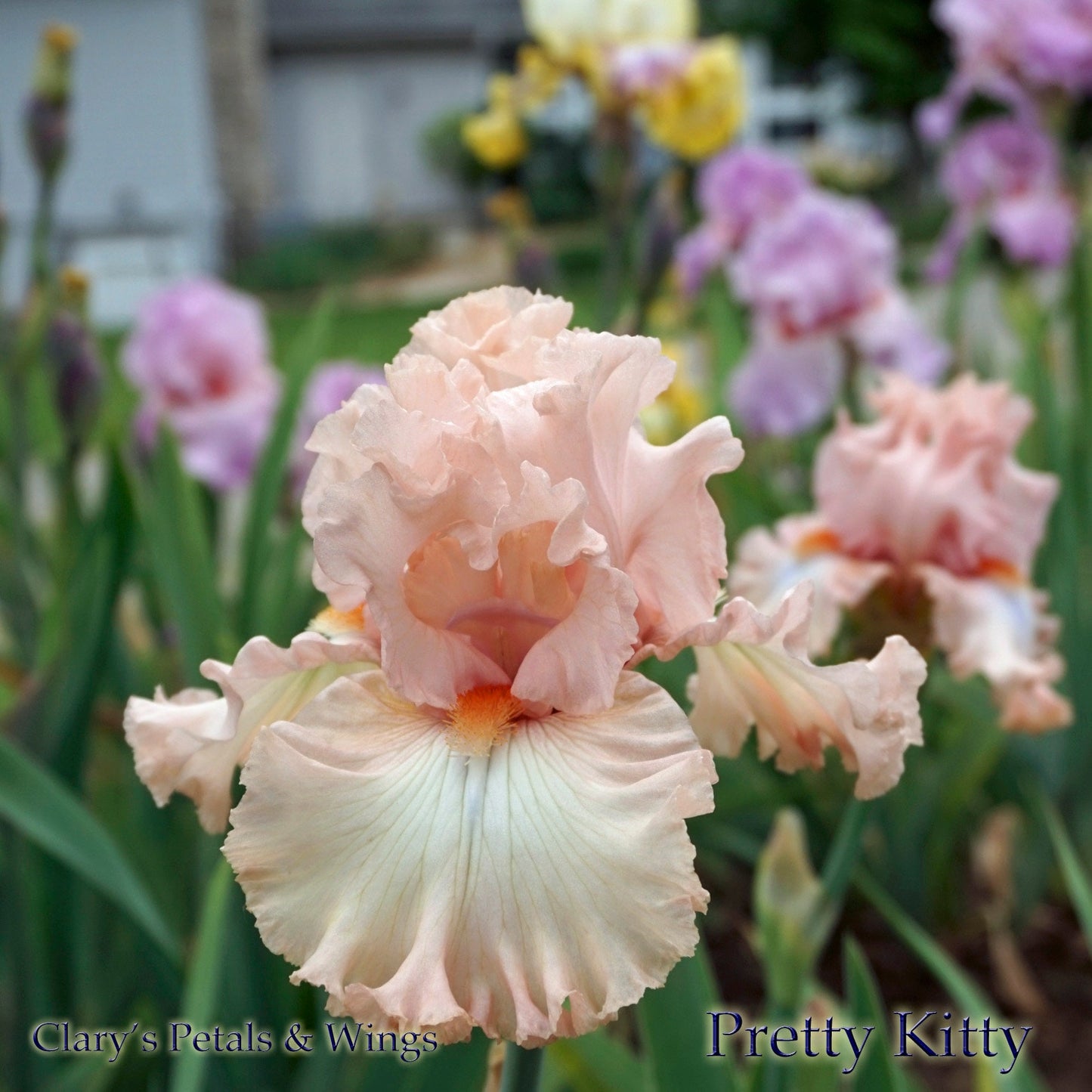 PRETTY KITTY - 2011 Keppel - Tall Bearded Iris - LATE bloom