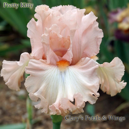 PRETTY KITTY - 2011 Keppel - Tall Bearded Iris - LATE bloom