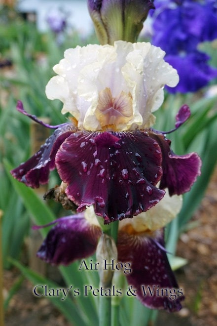 AIR HOG - 2009 - Tall Bearded Iris - Spaceager - Ruffled and Fragrant