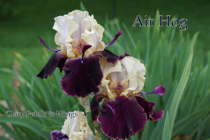 AIR HOG - 2009 - Tall Bearded Iris - Spaceager - Ruffled and Fragrant