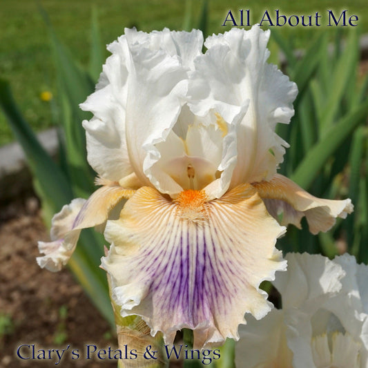All About Me - 2014 Tall Bearded Iris - Fragrant long bloom time