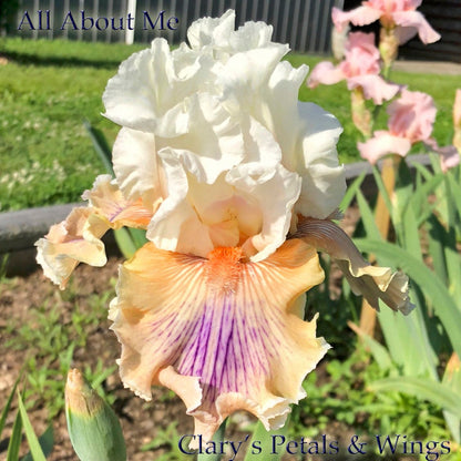 All About Me - 2014 Tall Bearded Iris - Fragrant long bloom time