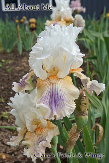 All About Me - 2014 Tall Bearded Iris - Fragrant long bloom time