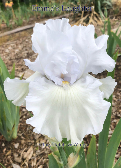 Emma's Laughter - Tall Bearded Iris - Ruffled -  Ruffled white with blue hint