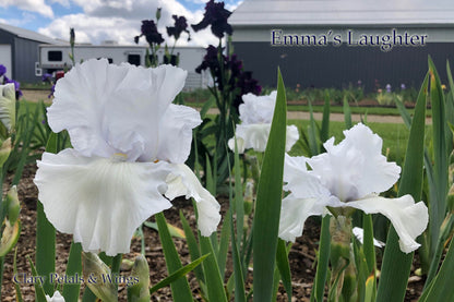 Emma's Laughter - Tall Bearded Iris - Ruffled -  Ruffled white with blue hint