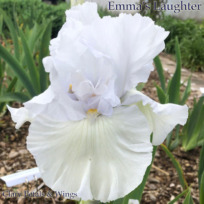 Emma's Laughter - Tall Bearded Iris - Ruffled -  Ruffled white with blue hint