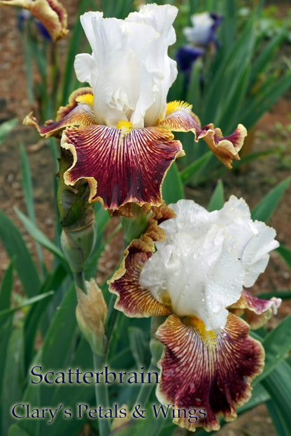 SCATTERBRAIN - 2008 Tall Bearded Iris - Prolific and unusual