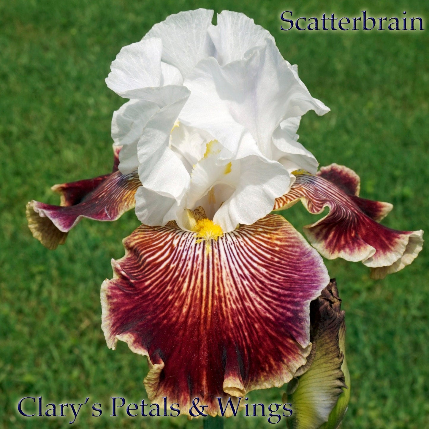 SCATTERBRAIN - 2008 Tall Bearded Iris - Prolific and unusual