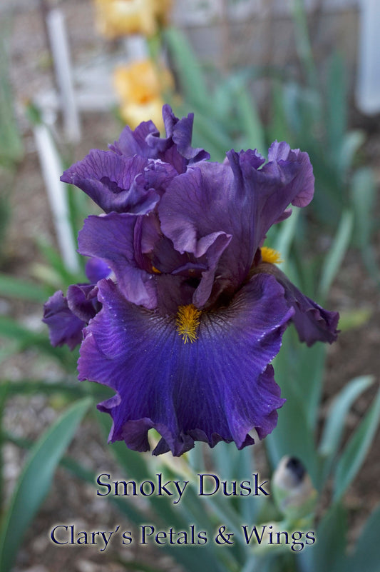 SMOKY DUSK -2017 - TB