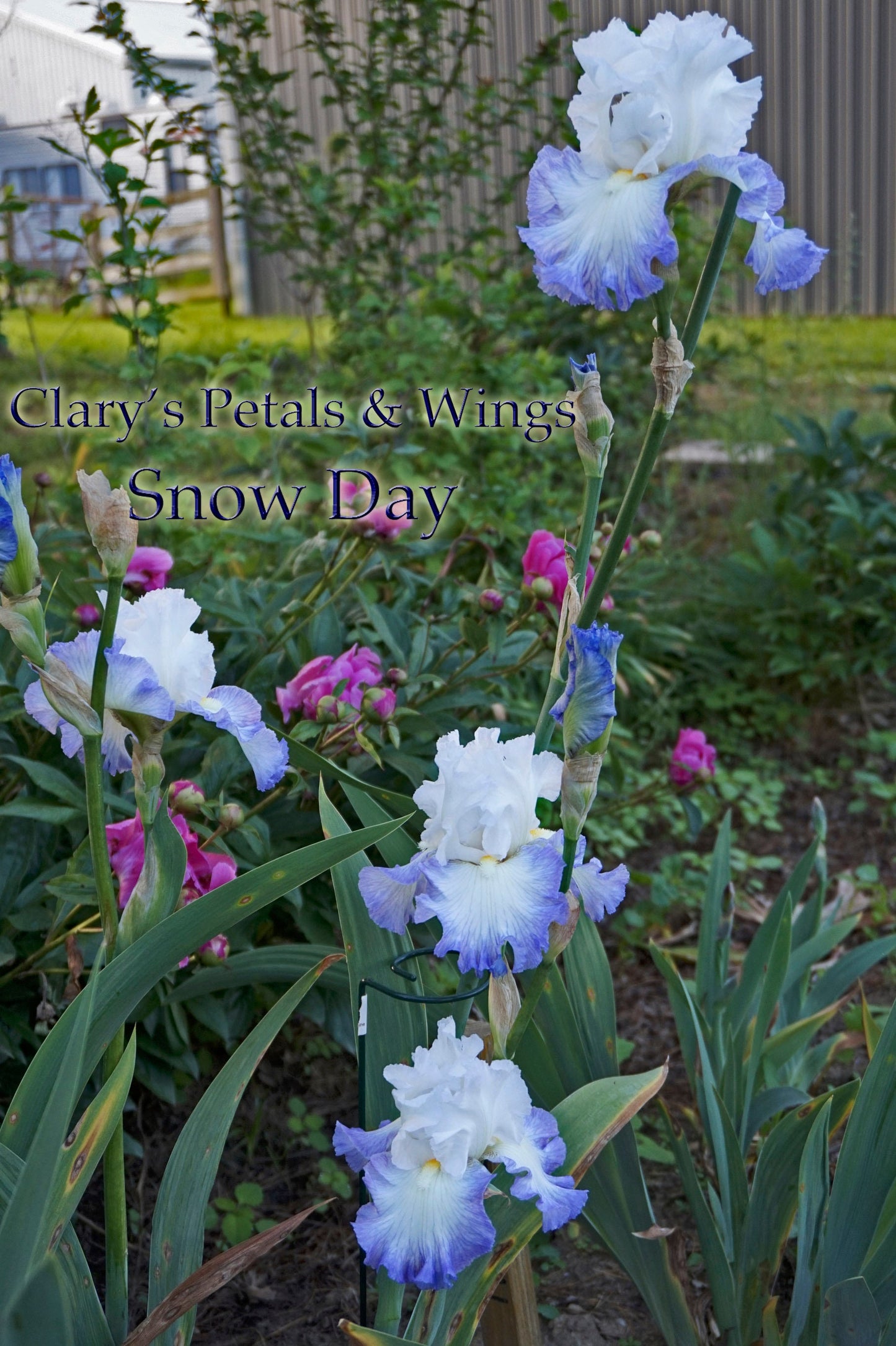 SNOW DAY - 2014 Reblooming and Very Fragrant - Tall Bearded Iris