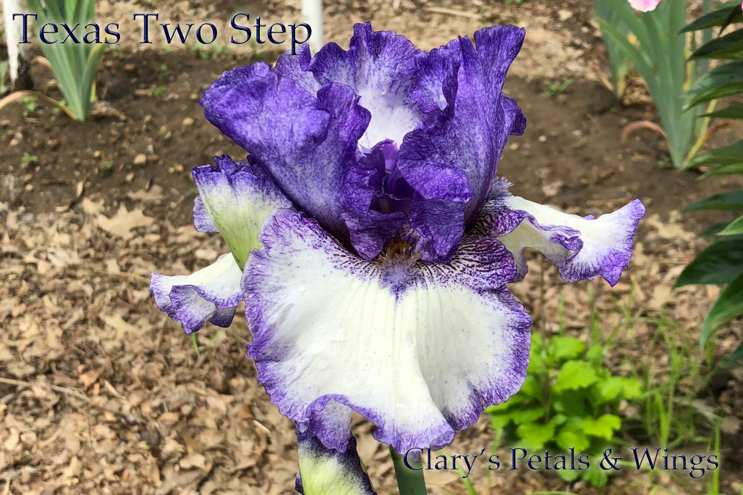 TEXAS TWO STEP - 2013 Tall Bearded Iris - space ager