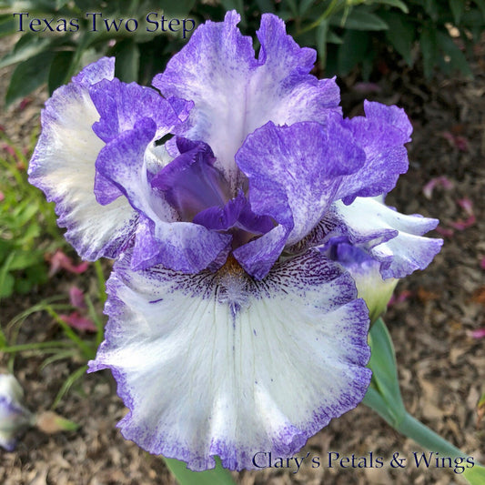 TEXAS TWO STEP - 2013 Tall Bearded Iris - space ager
