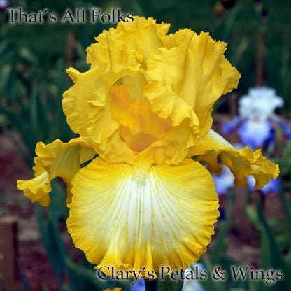 THAT'S ALL FOLKS - 2005 Tall Bearded Iris   Award Winning flowers!