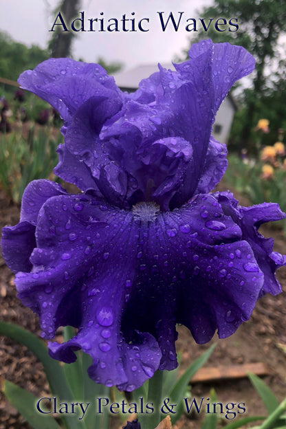 ADRIATIC WAVES - 2008 Tall Bearded Iris - long bloom time