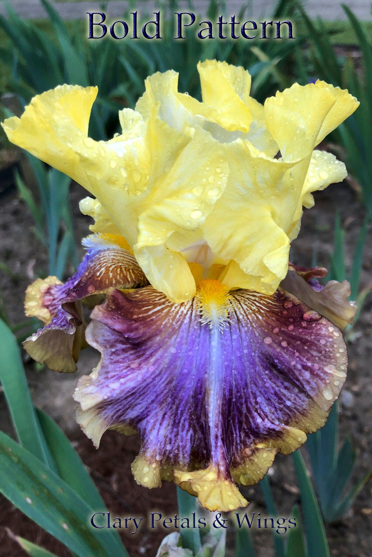 BOLD PATTERN - 2015 Tall Bearded Iris - Fragrant Huge flowers, strong stalks