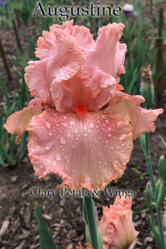 AUGUSTINE - 2005 - TB- Fragrant