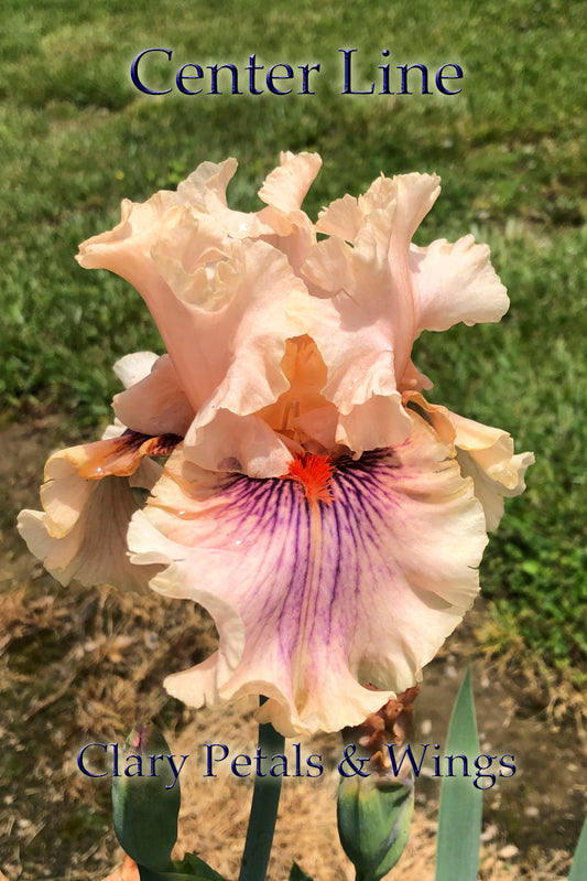 CENTER LINE - 2011 - TB - Fragrant