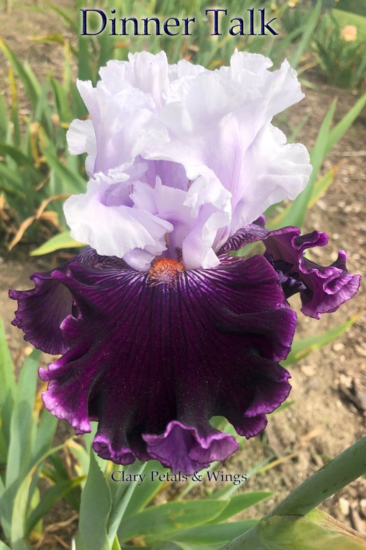 DINNER TALK - 2005 - TB