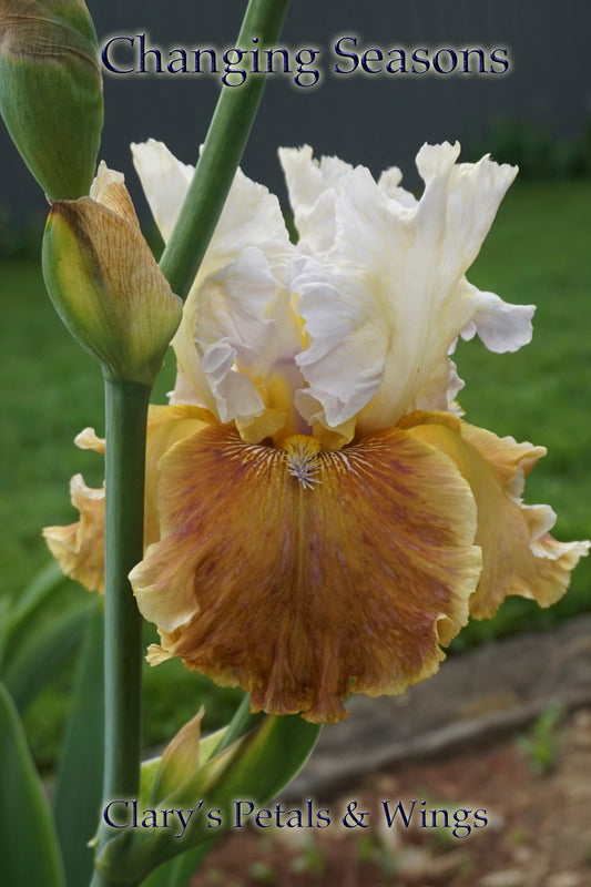 CHANGING SEASONS - 2004 - TB