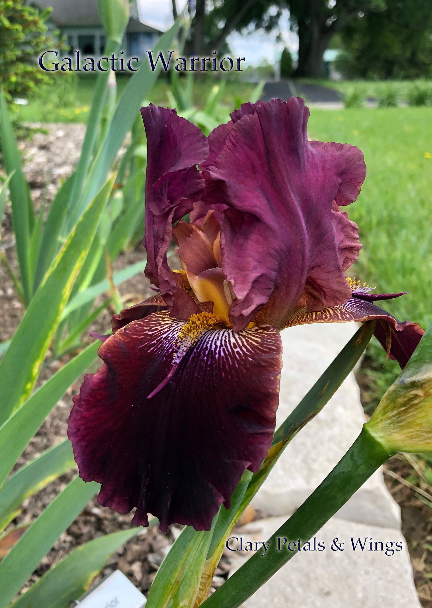 GALACTIC WARRIOR - 2000 - TB - Reblooming & Fragrant