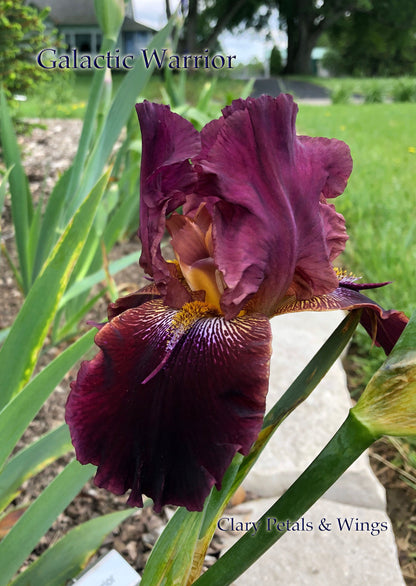 GALACTIC WARRIOR - 2000 - TB - Reblooming & Fragrant