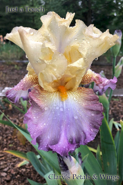 JUST A TOUCH - 2015 Tall Bearded Iris - Ruffled and Fragrant