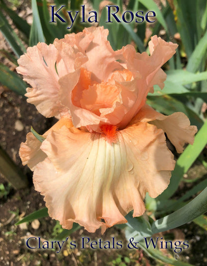 Kyla Rose - 2016 Tall Bearded Iris - Pink, Ruffled and very Fragrant