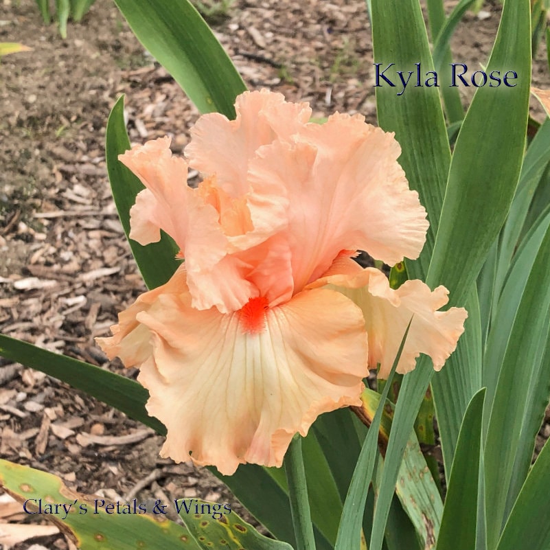 Kyla Rose - 2016 Tall Bearded Iris - Pink, Ruffled and very Fragrant