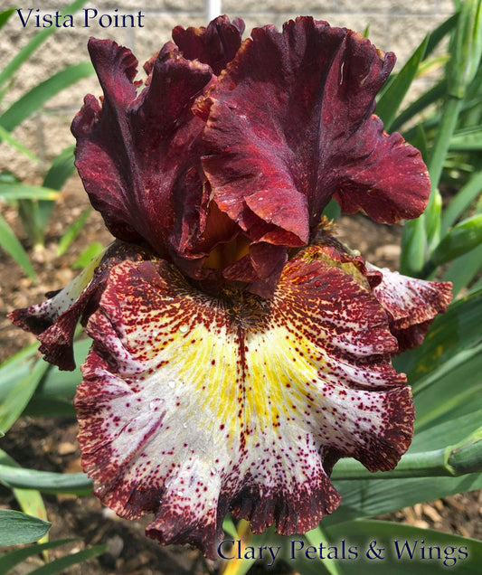 VISTA POINT - 2017 - TB