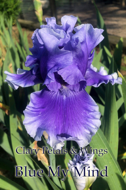 BLUE MY MIND - 2014 - TB