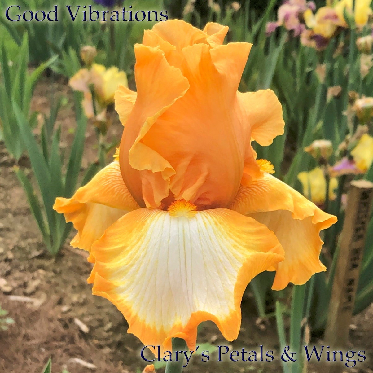 Good Vibrations - 1997 Tall Bearded Iris - Late Bloom Season - Award Winner