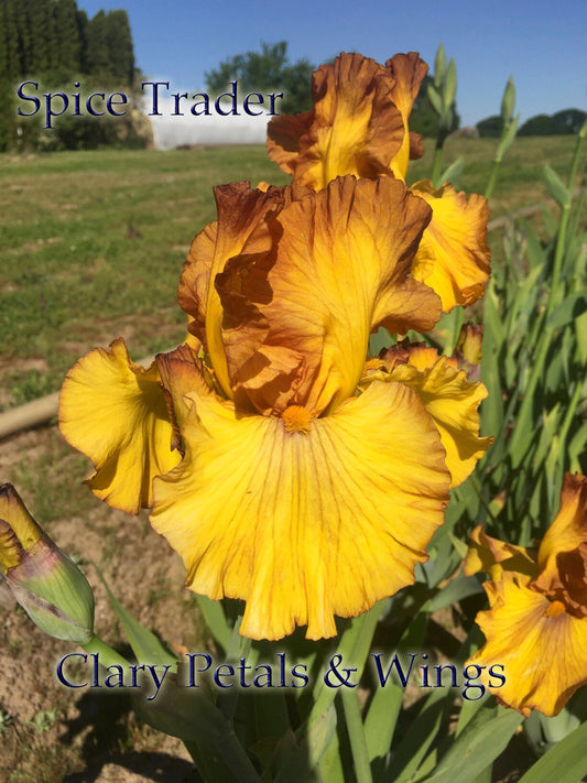 SPICE TRADER - 2010 - TB