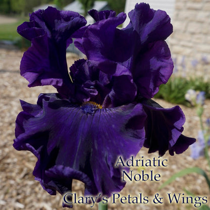 Adriatic Noble - 2017 Tall Bearded Iris