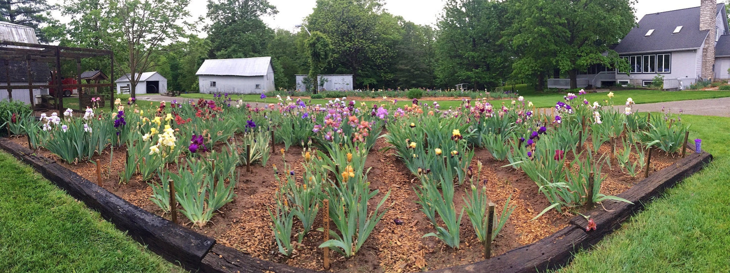 POINTED REMARK - 2021 Tall Bearded Iris - Space Age & Fragrant