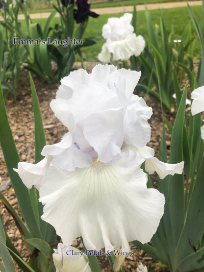 Emma's Laughter - Tall Bearded Iris - Ruffled -  Ruffled white with blue hint