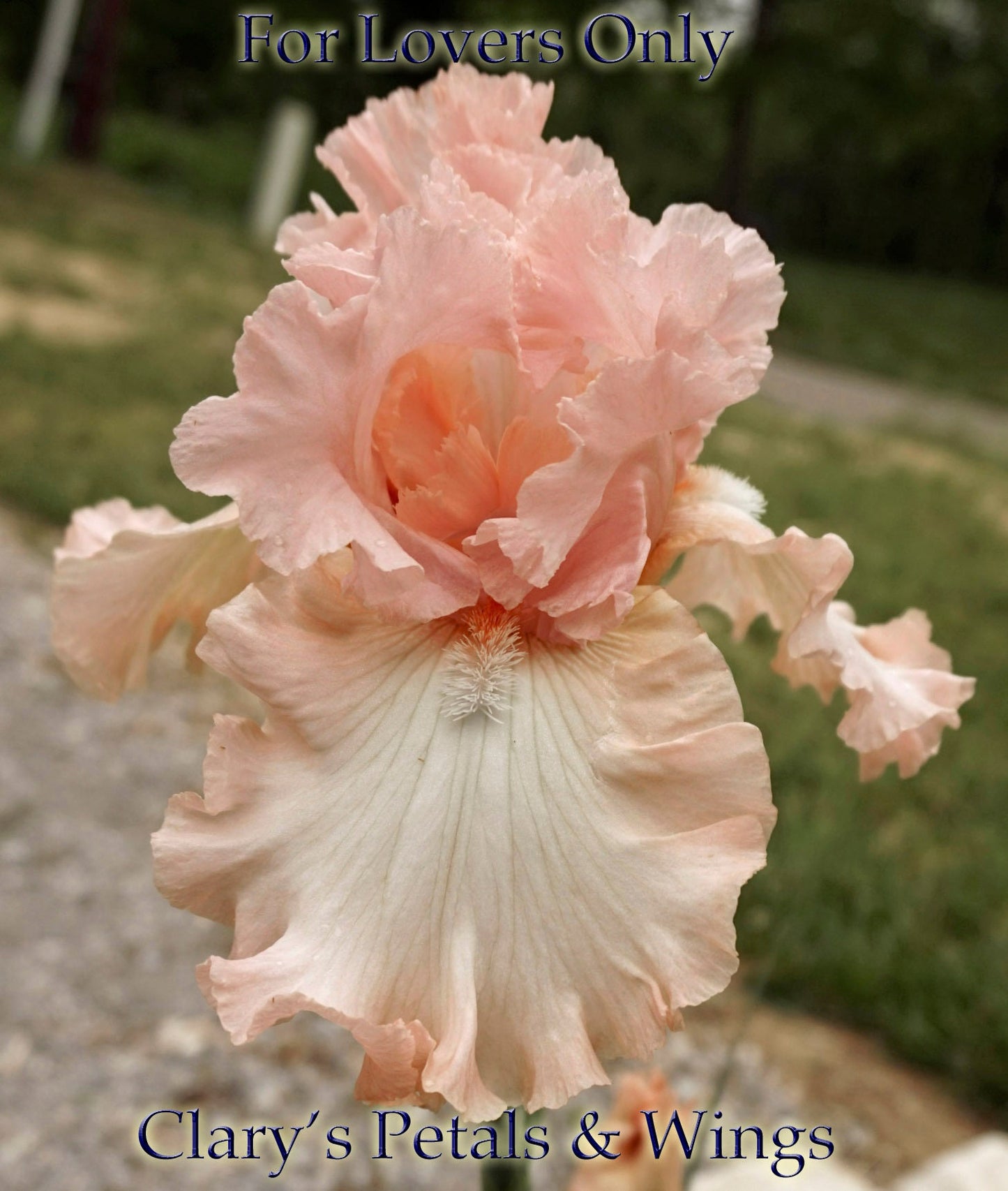 For Lovers Only - Tall Bearded Iris - Award Winner