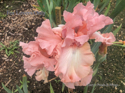 For Lovers Only - Tall Bearded Iris - Award Winner