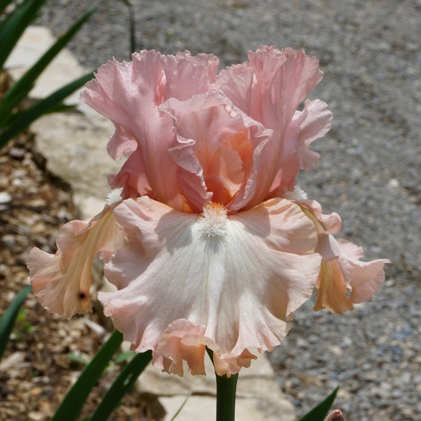 For Lovers Only - Tall Bearded Iris - Award Winner