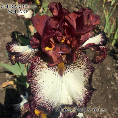 GHIRARDELLI SQUARE - 2016 Tall Bearded Iris