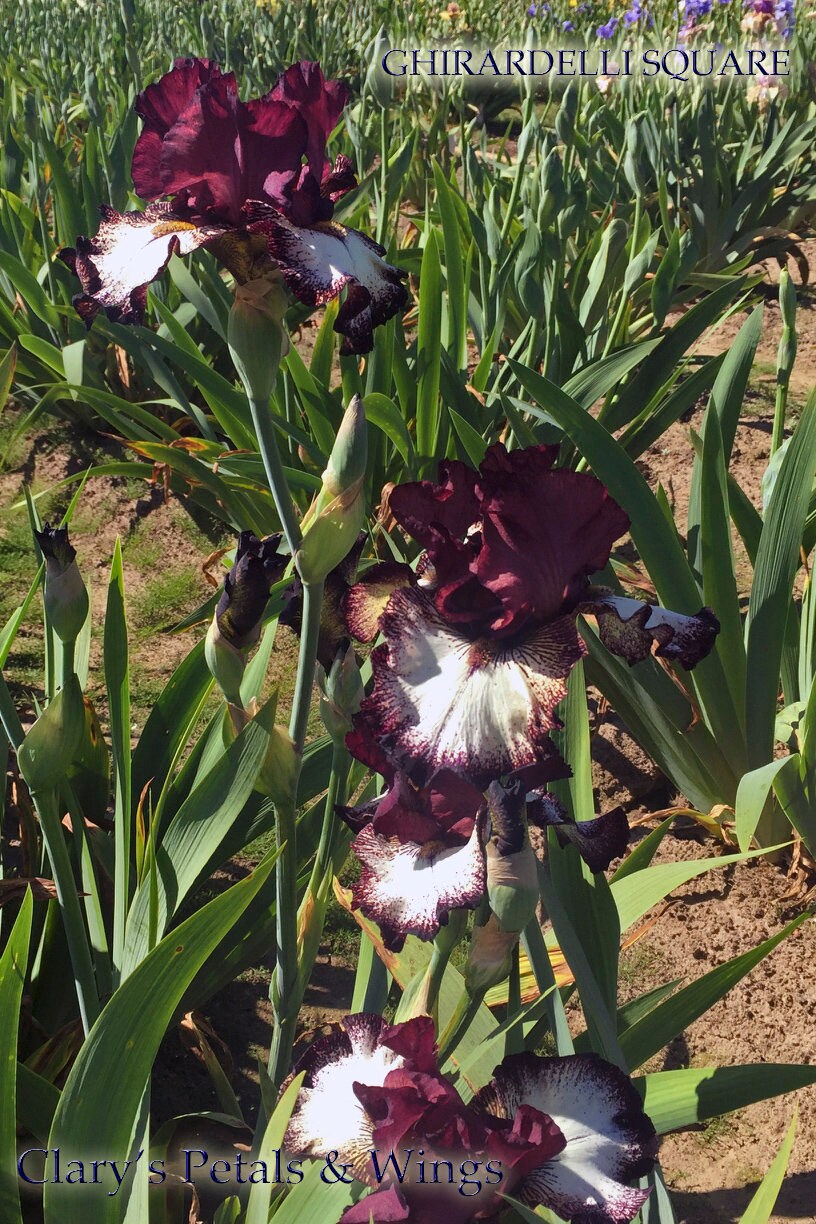 GHIRARDELLI SQUARE - 2016 Tall Bearded Iris