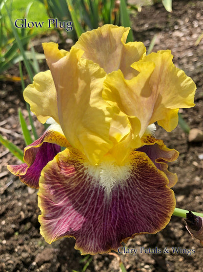 GLOW PLUG - 2016 Tall Bearded Iris - Fragrant and bright